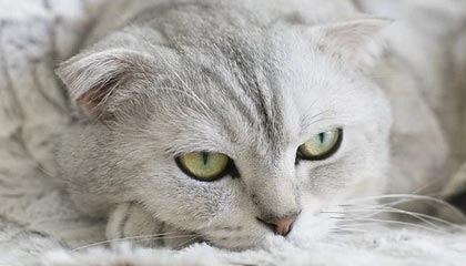 九游网页版官网-王楚钦带队参加国家集训封闭备战，王 楚钦