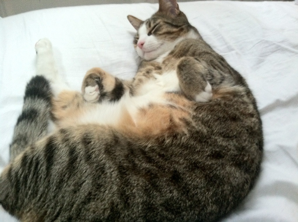 九游网页版官网入口-法国新一代球员崭露头角，赢得广泛关注