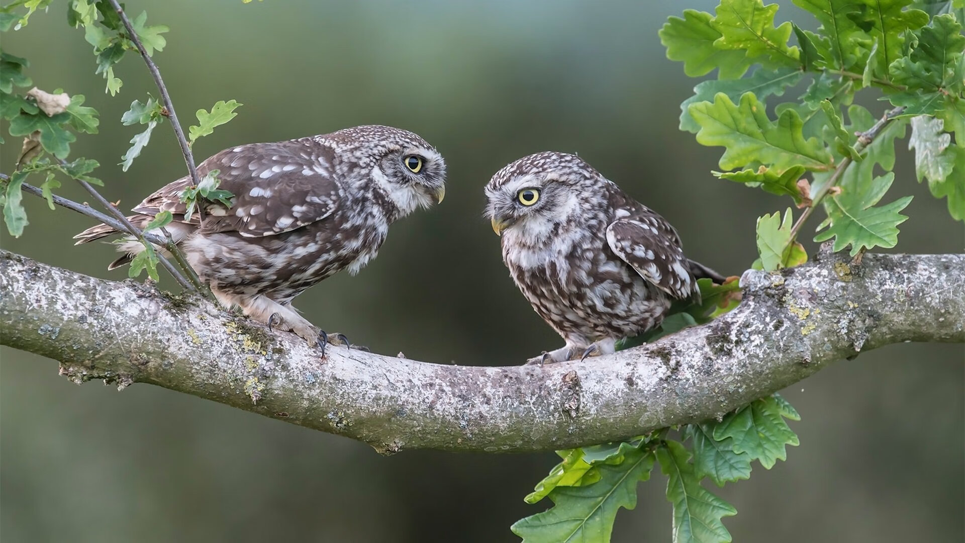 九游下载中心-热火体能教练展示球员数据对比成果显著，热火教练是谁