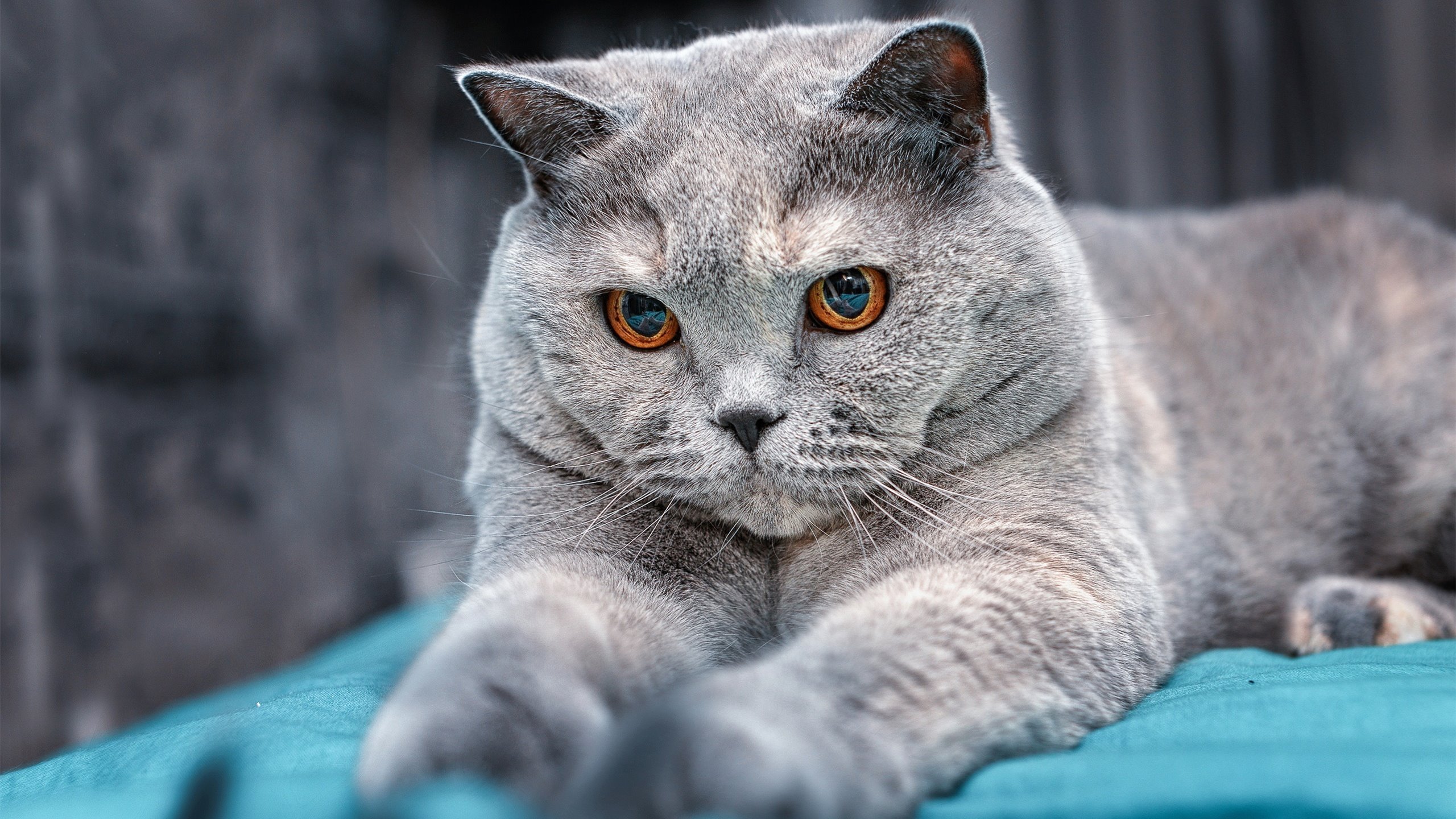 九游娱乐APP-苏炳添出席国家体育科学交流大会，苏炳添体育教授