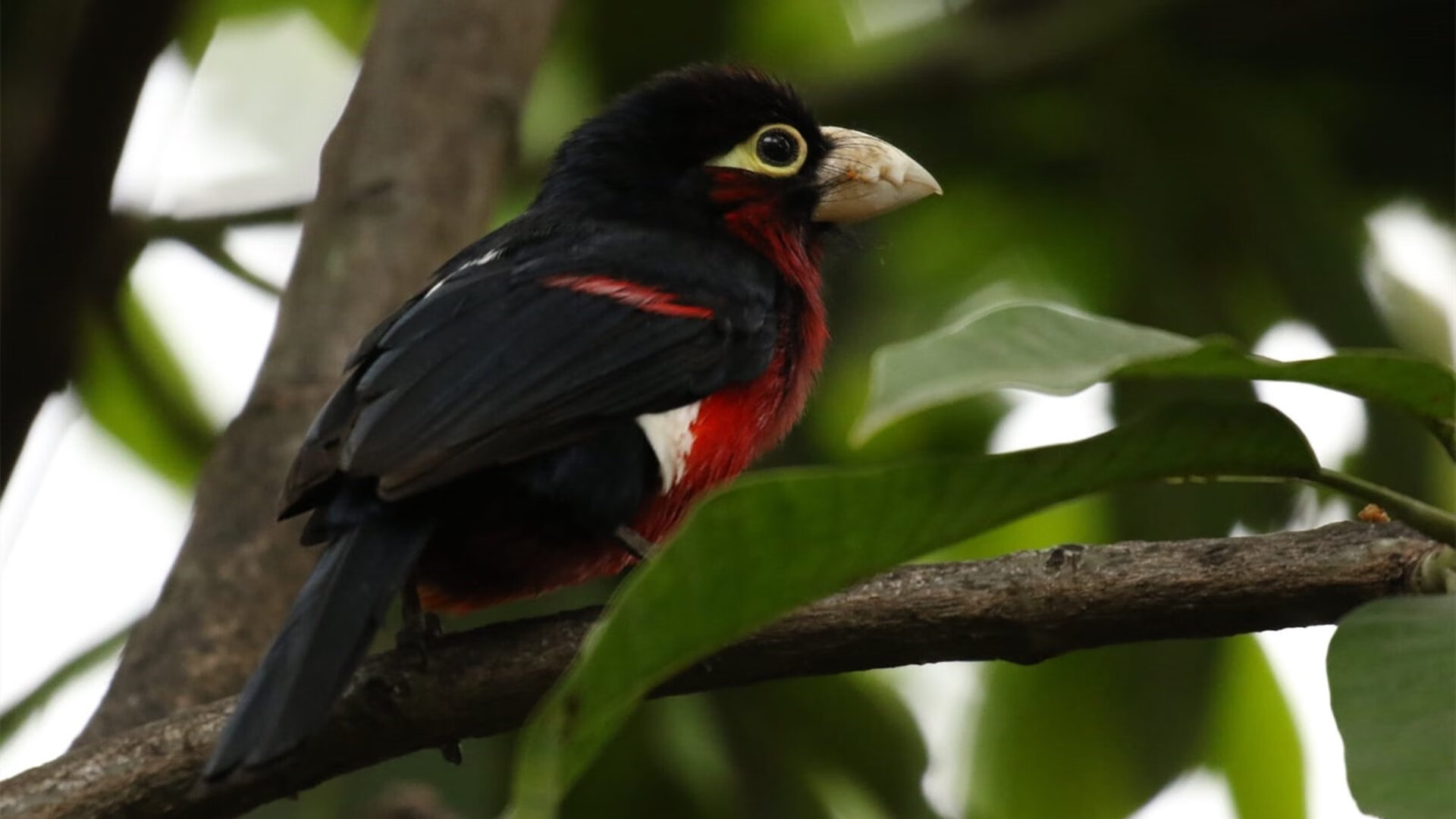 九游APP官网-艾比·德尔福：每次拦截都成为南非队反击的关键，艾德和比尔的故事